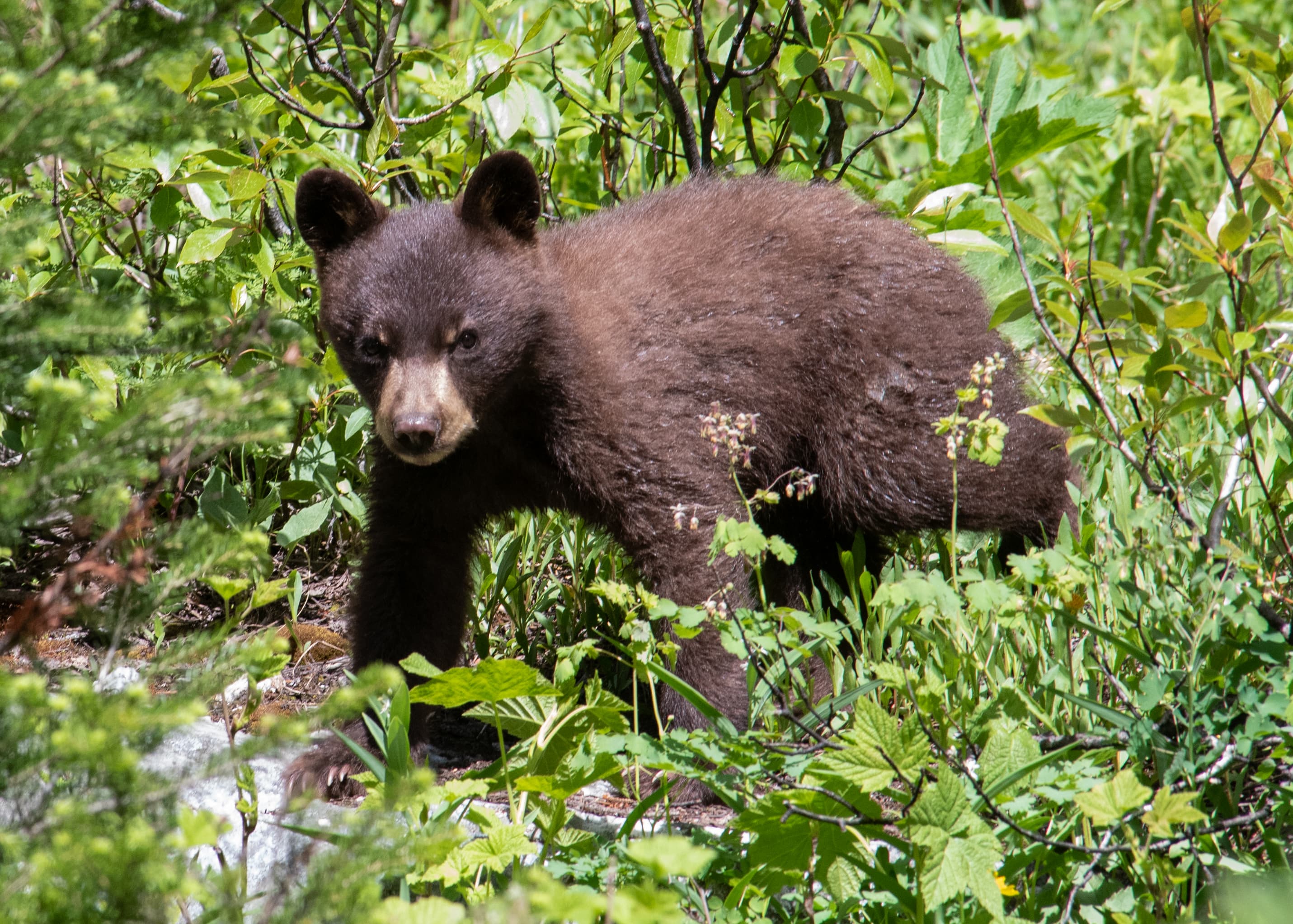 Black bear cub exploring
