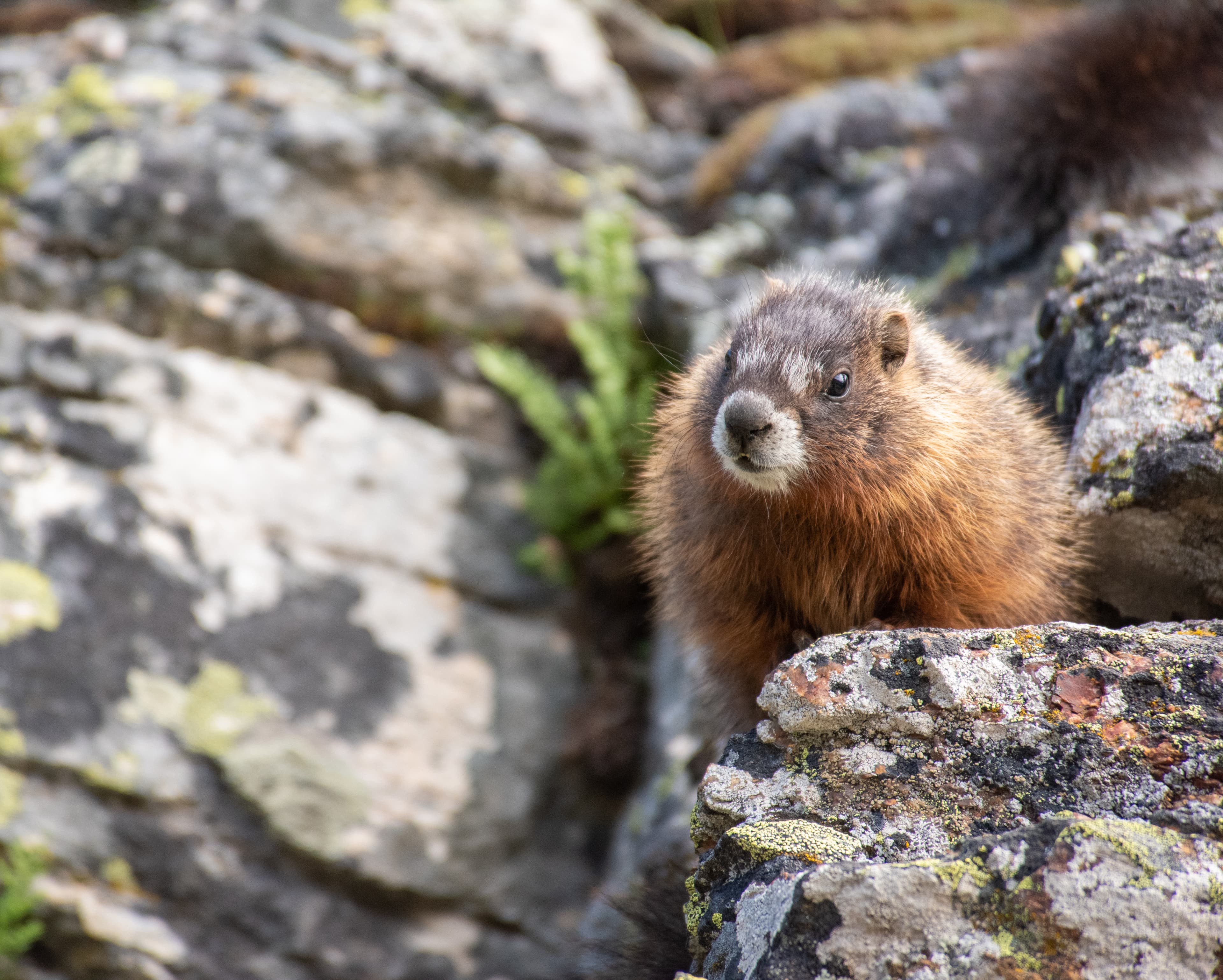 Marmot on the rocks